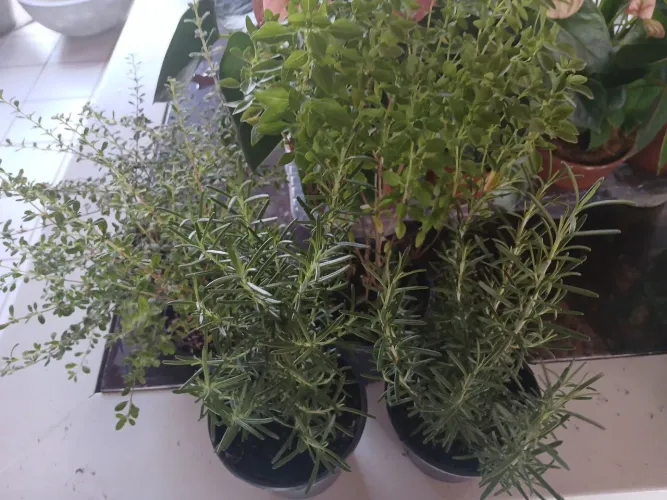 Plantas