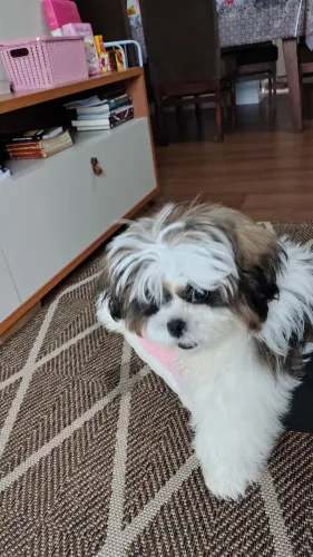 Cão shih Tzu