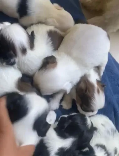 Shih tzu saudavel e pronto para novo lar 