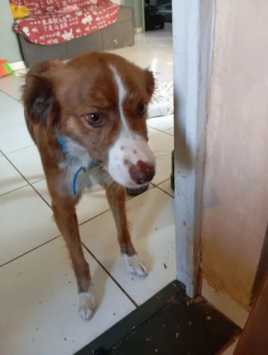 Doa-se cachorrinha castrada e vacinada 