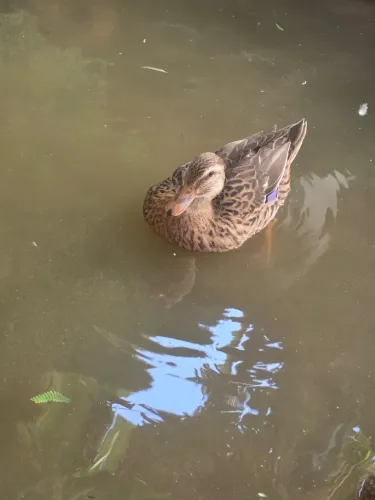 Marreco mallard (fêmea)