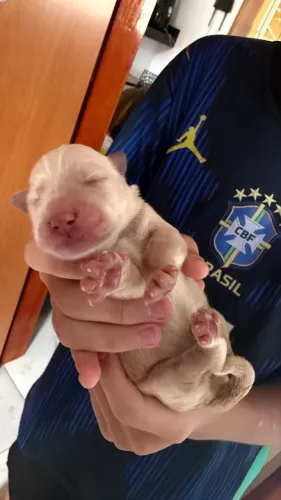Filhote macho golden