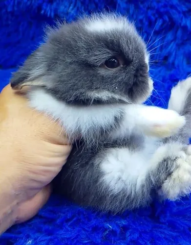 Mini coelho Teddy dwerg 