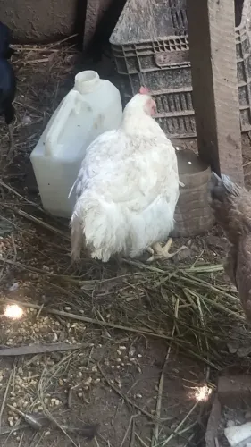 Galinha caipira 