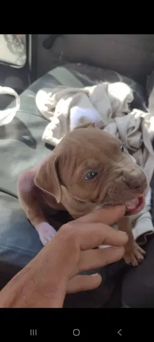 Cachorro Pit Bull 