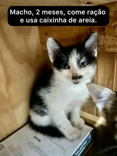 Gatinhos 2 meses paga adoção