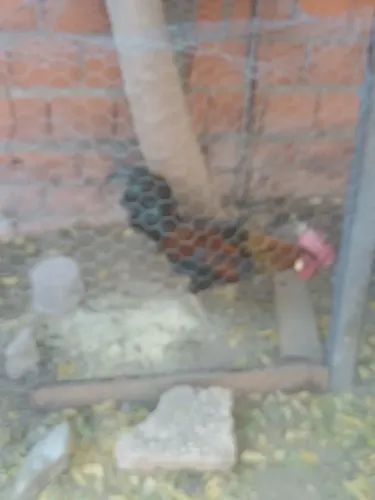 Caipira