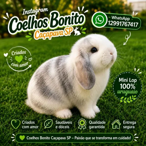Mini Lop uruguaio