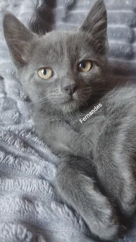 Azul Russo Blue Russian filhotes