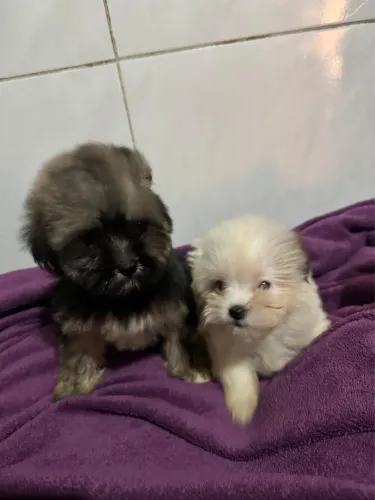 Filhotes Fêmeas de Shihtzu com Poodle
