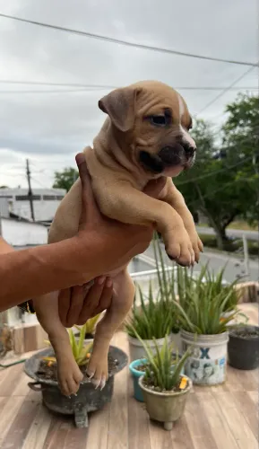 Filhote American Bully Pocket