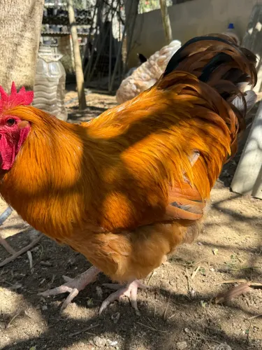 Frango Orpington amarelo