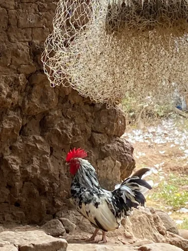Galo garnise