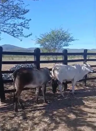 Duas novilhas à Venda  ? R$ 300,00 a Arroba ? Gado no Rio Seco