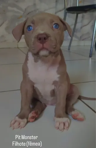 Filhote de Pit bul