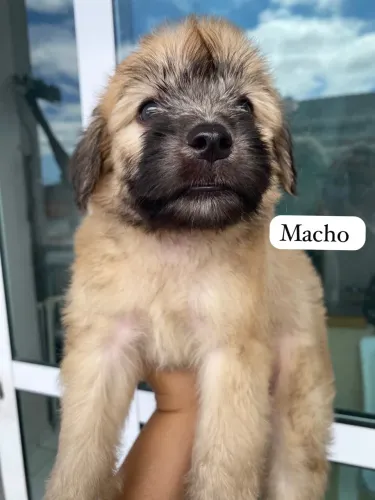 Poodle com maltês 