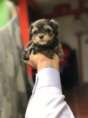 Filhotes de Yorkshire Terrier | Compra Segura com Procedência Garantida