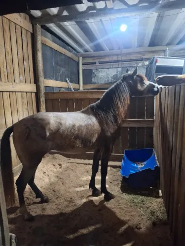 Cavalo