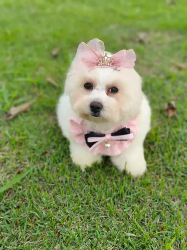 Bichon frisei disponível fêmea e macho
