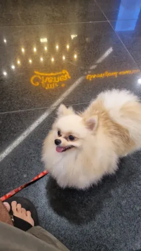 Cães de alto padrão genético da raça Spitz