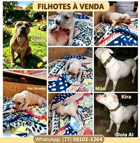 Cachorros a venda Pitbull monster