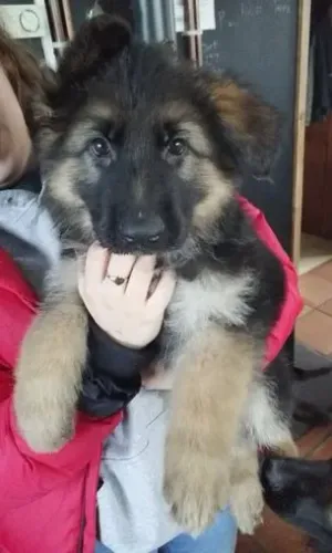 Cãozinho Pastor Alemão linhagem selecionada saudável e dócil para o lar