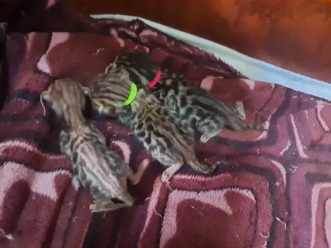 Filhote de gato bengal RESERVAS