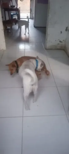 Cachorro ? pra doação retirar no são Conrado 