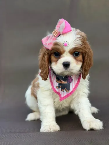 CAVALIER KING CHARLES EXCLUSIVO!!!