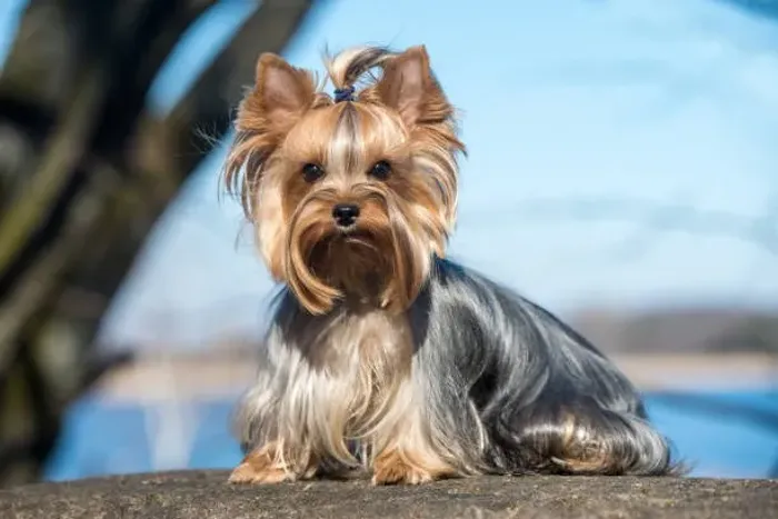? Yorkshire Terrier | Filhotes Encantadores e Muito Companheiros