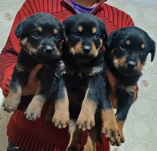Rottweiler machos e fêmeas