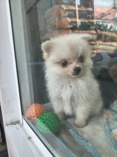 Machinho de Spitz alemão padrão anao disponível