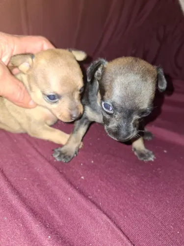 Filhote de pinscher
