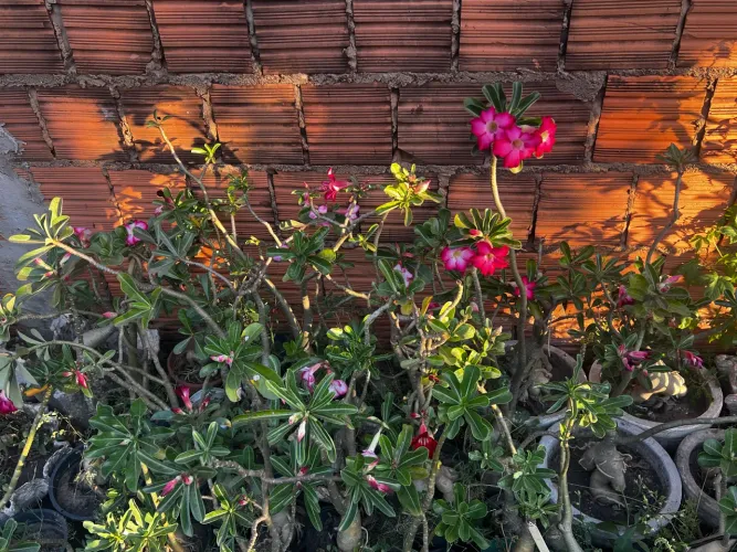 Rosas do deserto 