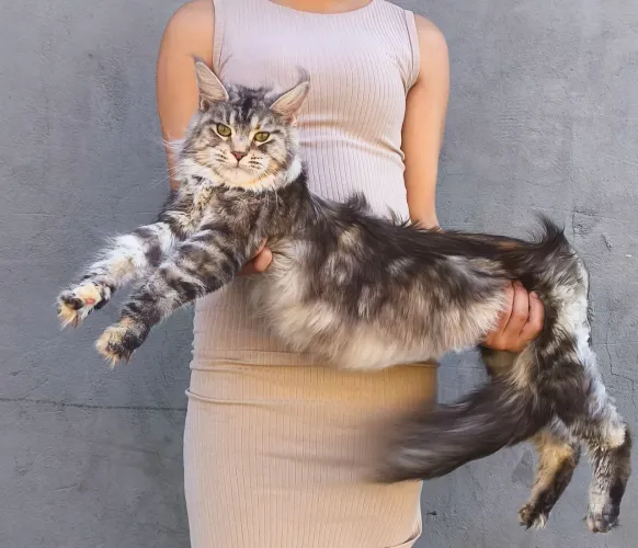 Maine Coon filhotes/Gatil Cieskak