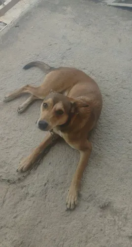 Doação, Vira-Lata 10 meses, vermifugada