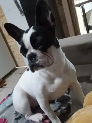 buldogue francês