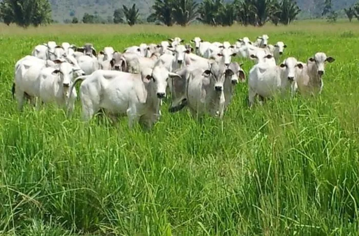 Baixou Fazenda no Estado do Pará Com 241 Ha, por R$1.3 milhões