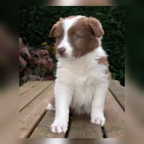 Border Collie várias cores