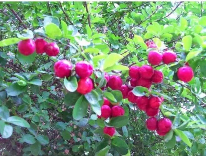 Três estaquias de Acerola havaiana - Frutas Vermelhas e Deliciosas