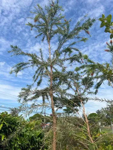 Muda de Calistemo 3,5mt Florindo