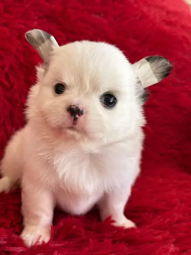 Chihuahua doce, pequeno e viciando em carinho 