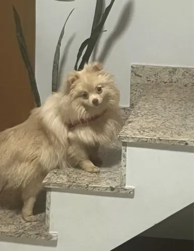 Spitz alemão, também conhecida  Como Lulu da palmerania