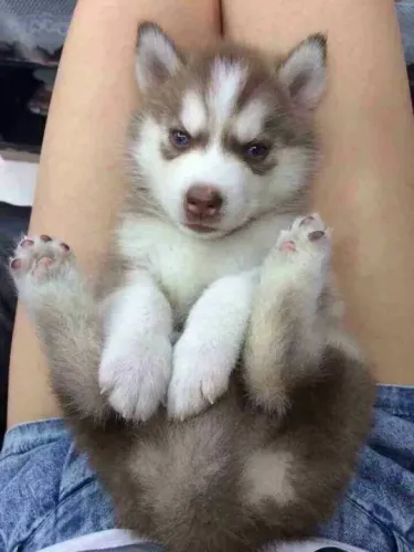 Husky Siberiano Filhotes até as patinhas são marrom 
