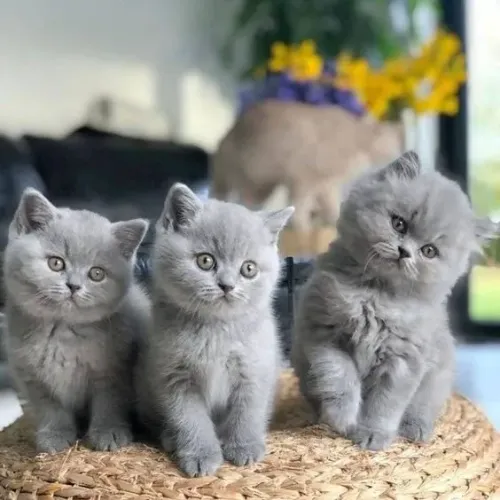 British Shorthair 3 Gatinhos á venda