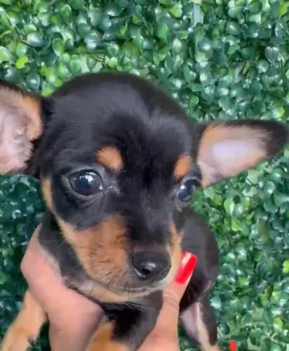 Pinscher preto e canela 