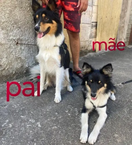 Vendo Lindos Filhotes da Raça Border Collie 