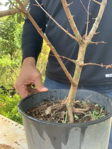 Pré Bonsai de Acer Kaede 6 anos