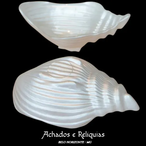 Conchas Decorativas Peroladas Grande - Achados e Relíquias