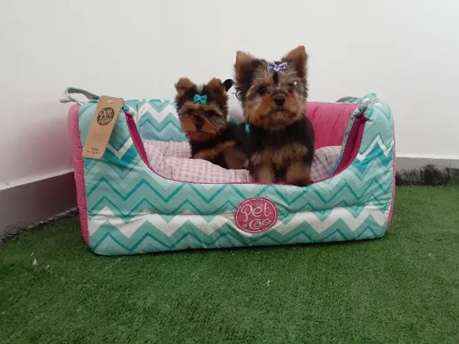 Filhotes de Yorkshire Miniatura com Vacina Importada '='